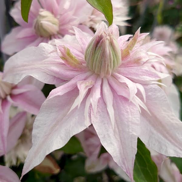 クレマチスの苗/クレマチス：サクラノヨウセイ（咲良の妖精）3-3.5号ポット