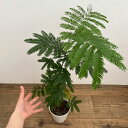 観葉植物/エバーフレッシュ(アカザヤネムノキ) 5号鉢植え