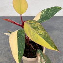 観葉植物/フィロデンドロン:ストロベリーシェイク 4号25-05
