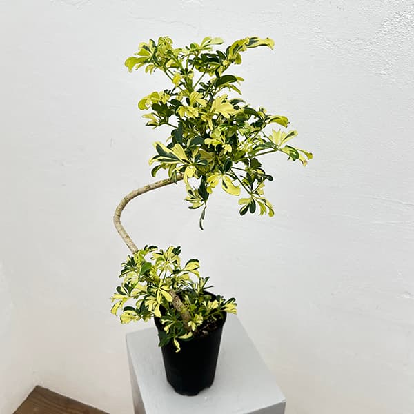 楽天市場】観葉植物 シェフレラ（観葉植物｜花・観葉植物）：花