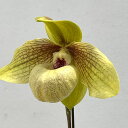 観葉植物/(わけあり特価)パフィオペディルム:Shun Fa Golden 4号鉢植え