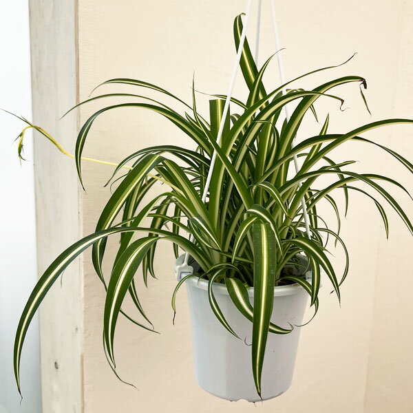 楽天市場】オリヅルラン(サイズ(植木鉢)4 ~ 6号)(観葉植物 楽天市場】オリヅルラン(サイズ(植木鉢)4 ~ 6号)(観葉植物