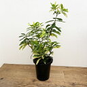 観葉植物/キョウチクトウ(夾竹桃):アコカンテラ斑入り 8号鉢植え