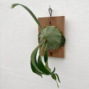 観葉植物/ビカクシダ(コウモリラン):ヒリーバイーハ 板付け