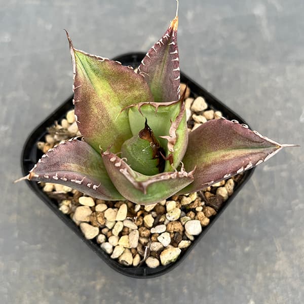 観葉植物/（わけあり特価）アガベ：チタノタ ノーネーム 3号ポット