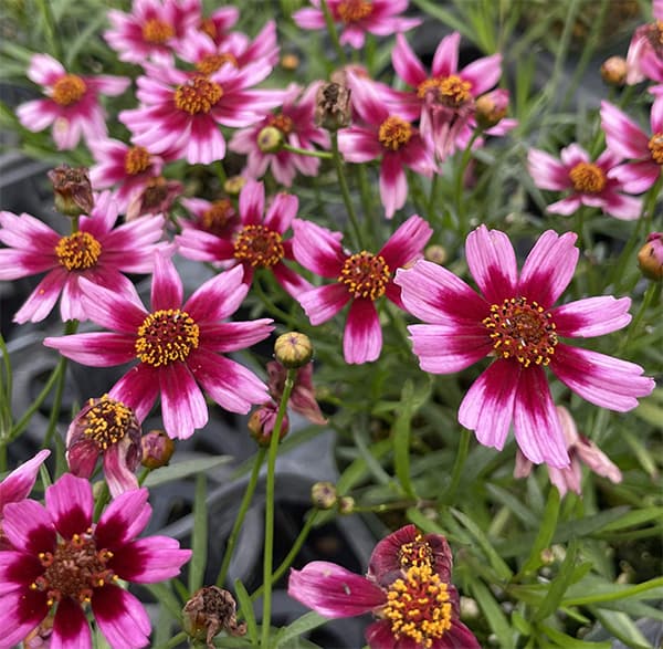 草花の苗/コレオプシス：タンゴレユール　ガーネット3.5号ポットのサムネイル