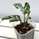 観葉植物/モンステラ:アダンソニー(マドカズラ)モットルドバリエガータ(マダラ斑) 3号ポット