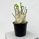 観葉植物/アデニウム :ファットタイプ 5号25-03