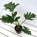 観葉植物/フィロデンドロン:セローム(根上がり仕立て) 4号鉢植え