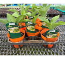 野菜の苗/ウルイ(食用ギボウシ・オオバギボウシ)4号ポット