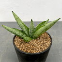 観葉植物/サンセベリア:ミニゴールド 2.5号鉢植え