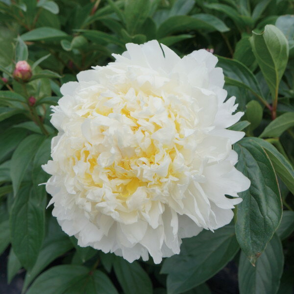 草花の苗/シャクヤク（芍薬）：チェダーチーズ4号ポット