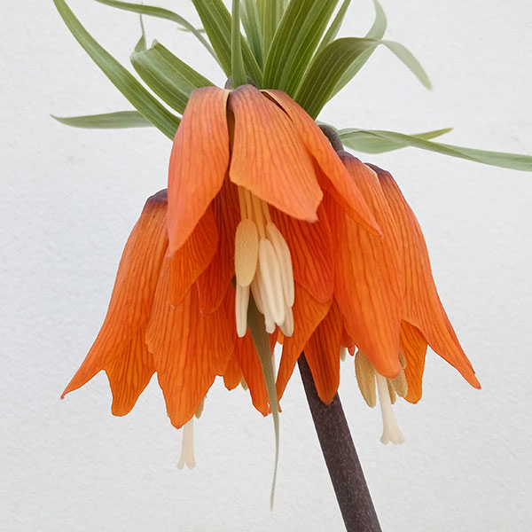 球根/フリチラリア：オーロラ1球入り