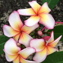 花木 庭木の苗/プルメリア:マカレナ(Macarena)5号鉢植え