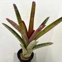 観葉植物/ネオレゲリア:クルエンタルブラ 4.5号ポット