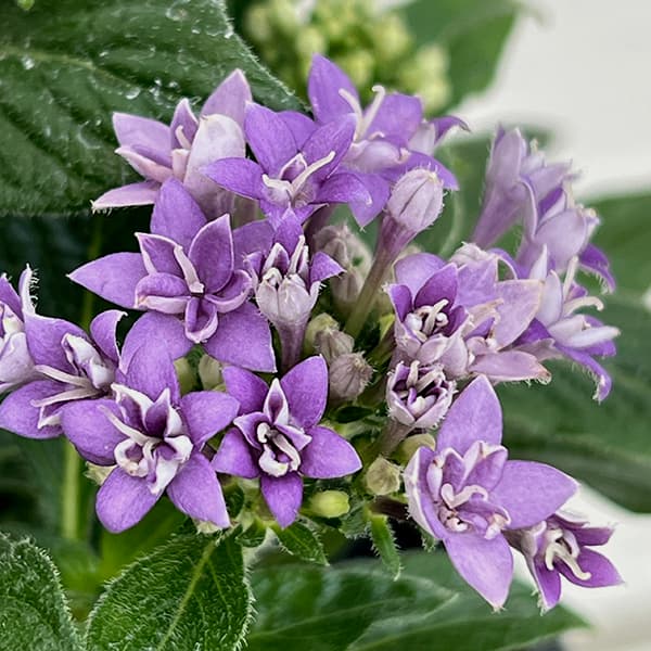 草花の苗/ペンタス（八重咲き）：トゥインクルスター アルタイル（ブルー）3.5号ポットのサムネイル