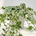 草花の苗/ヘデラ(アイビー):こもれび5号鉢植え