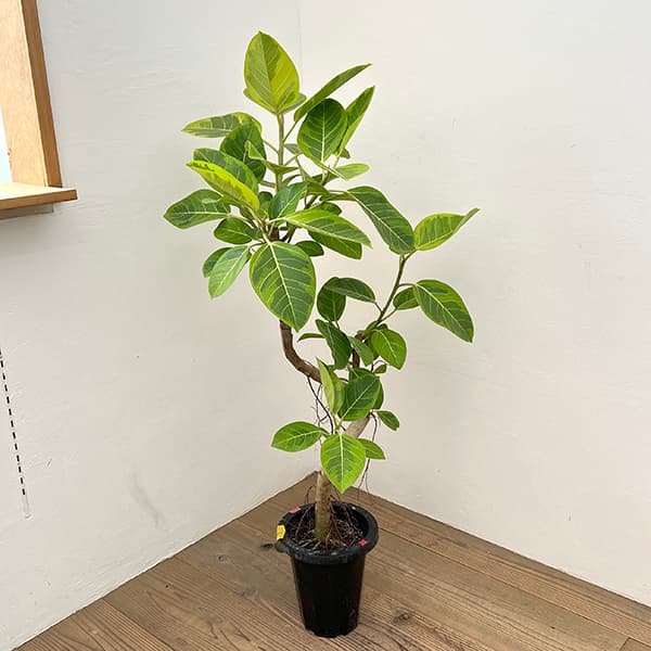 楽天市場】フィカス アルテシマ 7号の通販