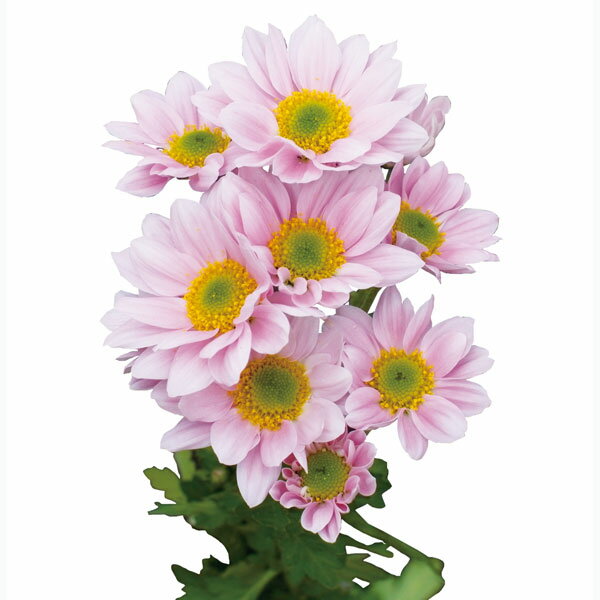 草花の苗/手間なし菊冬咲き お正月咲きスプレー菊 ポエム 4号ポット