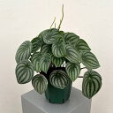 観葉植物/ぺぺロミア :サンデルシー 5号鉢植え