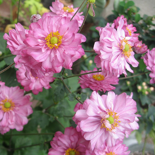 シュウメイギク（秋明菊）：葵祭り5号鉢植えのサムネイル