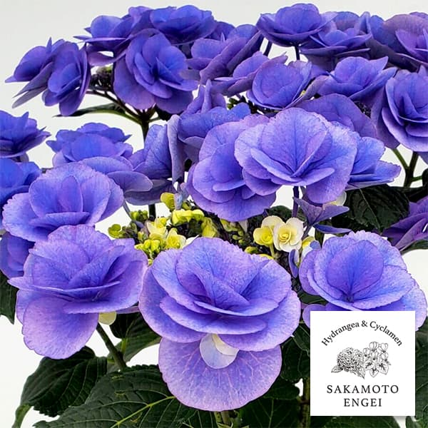 花木 庭木の苗/アジサイ：ポムポム（ブルー）3.5号ポット