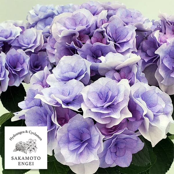花木 庭木の苗/アジサイ：クレインブーケ（旧名アイラ）ブルー3.5号ポット