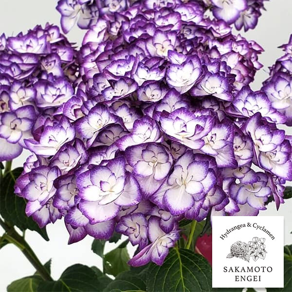 花木 庭木の苗/アジサイ：雅姫（みやび）（ブルー／パープル）3.5号ポット