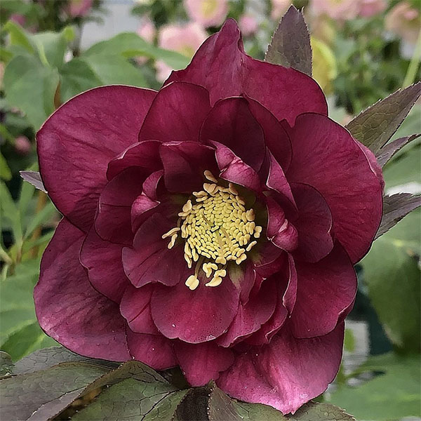 クリスマスローズ：紅葉川3.5号ポット