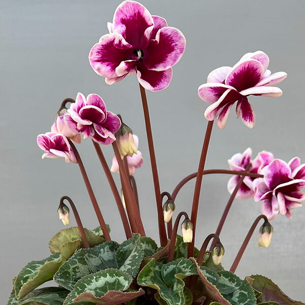 草花の苗/シクラメン：フェアリーピコ・ルージュ3号ポット