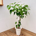 観葉植物/フィカス:レリジオーサ(スリーマハーボダイジュ)7号鉢植え