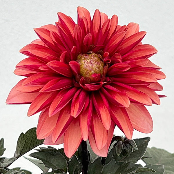 ダリア：ラベラ・グランデ　チョコレートアプリコット3.5号ポットのサムネイル