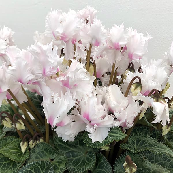 シクラメン：ラビリンス（ホワイト系）4号鉢植えのサムネイル