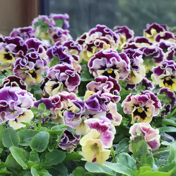 草花の苗/春待ちビオラ MSKガーデン小輪バタフライフリンジビオラ：エンジェルウィング イエローバイカラー3号ポット