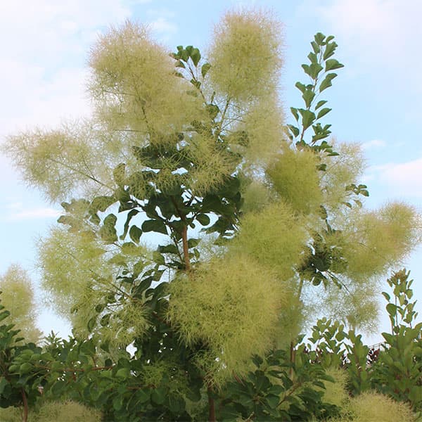 花木 庭木の苗/スモークツリー：シトロンシュシュ3号ポットのサムネイル