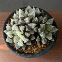 観葉植物/ハオルチア:白帝城 3号鉢植え