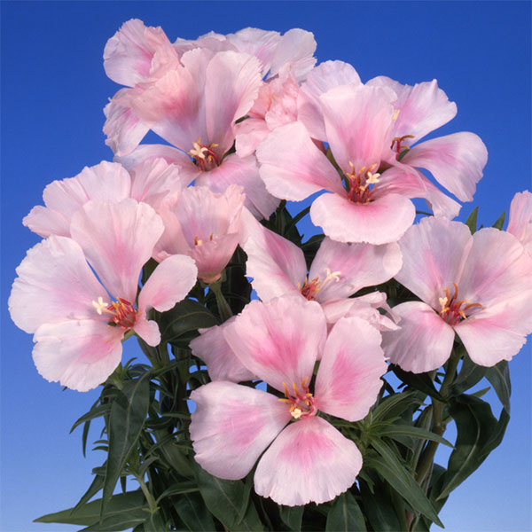 草花の苗/（わけあり特価）ゴデチャ：ジューン ピンク3.5号ポット