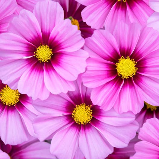 草花の苗/コスモス：アポロ　ラブソング ローズウイズアイ3号ポットのサムネイル