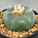 観葉植物/サボテン:ロフォフォラ 鳥羽玉 3号鉢植え