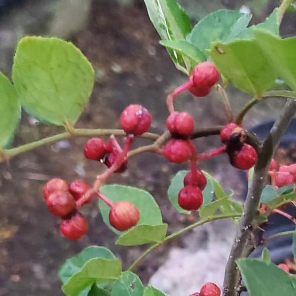 花木 庭木の苗/華北山椒（カホクサンショウ）挿木苗5号ポット