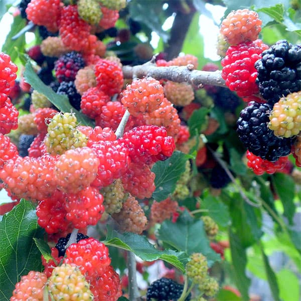 果樹の苗/マルベリー（桑）：鈴成り（スズナリ）3号ポット