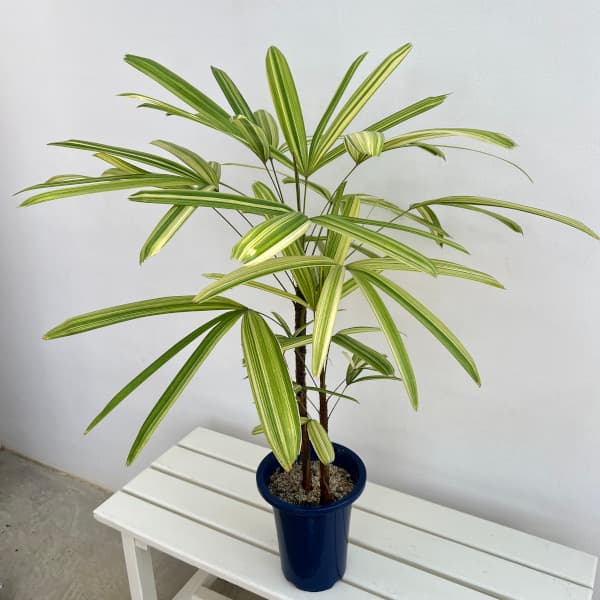 観葉植物/カンノンチク：栄山錦（エイザンニシキ）　6号鉢植え