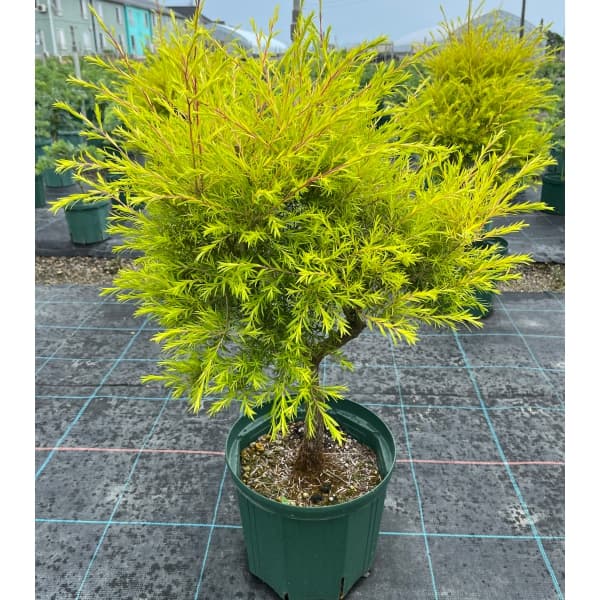 鮮やかな黄金葉花木 庭木の苗/[サマーセール]（わけあり特価）メラレウカ（メラウニカ）：レボリューションゴールド8号鉢植え★葉がやや少なめの状態となります★明るい葉色が人気の常緑低木。メラレウカはカリステモンとユーカリに似た植物で、主にオーストラリアに150種有ります。 繊細な葉と可愛らしい花が特徴です。レボリューションゴールドは鮮やかな黄色の葉がとても美しい品種です。日差しが強い場所でも葉やけせずにきれいな色を保ちます。タイプメラレウカ属の耐寒性常緑中木樹高1〜3m耐寒性マイナス3度まで日照日向むき 剪定時期春から夏栽培方法：日当たりのよい場所で、肥沃な土壌を好みますので、植え付けの際は腐葉土や堆肥をすきこんで植えてください。適度な湿り気を好むので、鉢植えの場合は水切れさせないように注意してください。寒さには多少弱いので、庭植えは関東地方以南の太平洋側で。寒い地域では鉢植えにして冬は室内に取り込んでください。8号(直径約24cm）鉢植え、樹高約70〜80cmです。樹高や樹形、鉢の形状や色は入荷時期により多少変動します。写真はイメージです。