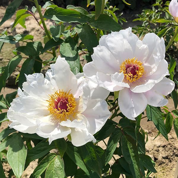 ハーブの苗/中国原種牡丹（ぼたん）：薬用牡丹 鳳丹4号ポット