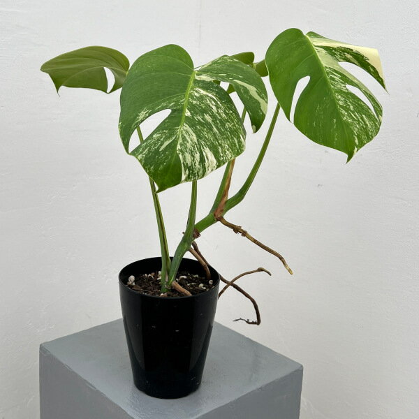 観葉植物/モンステラ：ボルシギアーナバリエガータ（白斑） 4号ポット