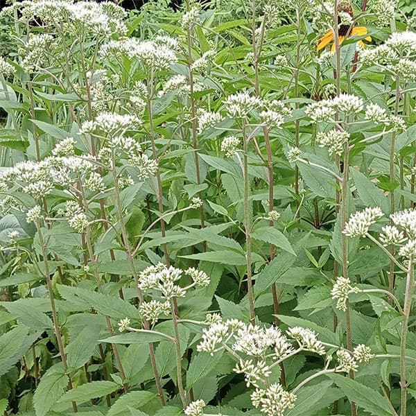 草花の苗/ヒヨドリバナ 3.5号ポット