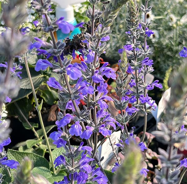 ��֤���/����ӥ����֥롼��������3.5��ݥå�