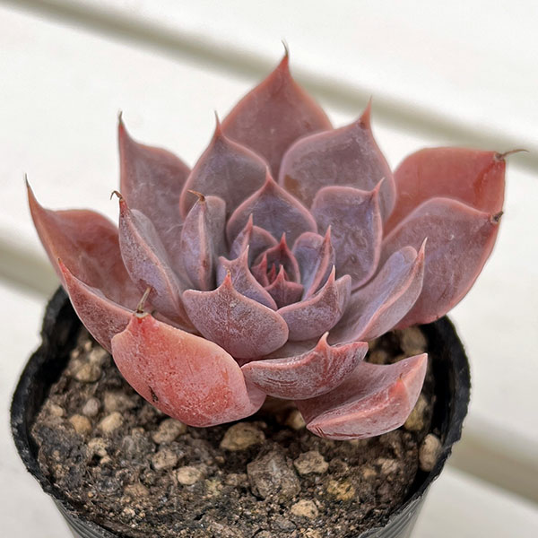 観葉植物/エケベリア：コスタ　2号ポット