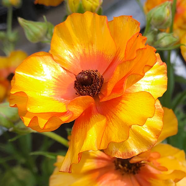 ラナンキュラス：サラセレネ ラゴス5号鉢植え