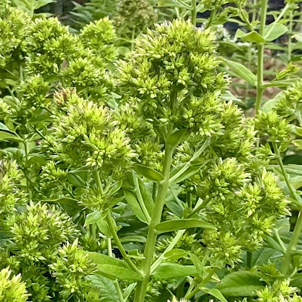 草花の苗/フロックス：グリーンレデ...